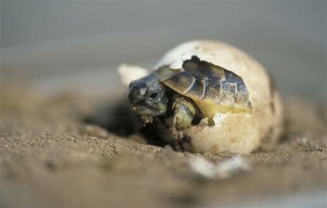 烏龜象徵 烏龜是體內受精嗎